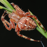 korsedderkop