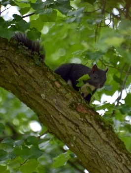 biodiversitet sort egern