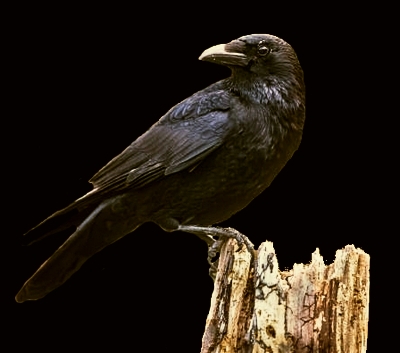 råge Corvus frugilegus