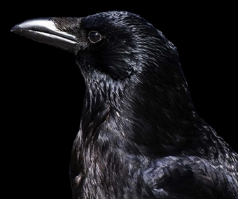 sort krage Corvus corone