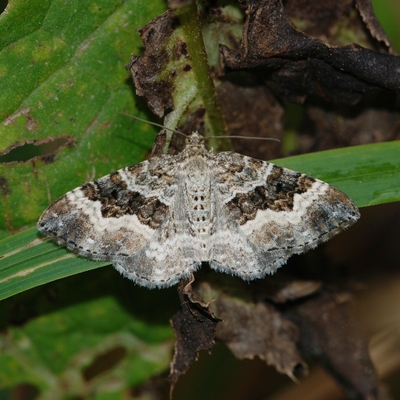 almindelig bladmåler Epirrhoe alternata natsværmer sommerfugl