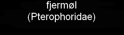 fjermøl Pterophoridae
