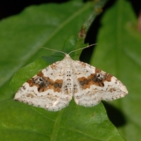 Bakke-Bladmåler Xanthorhoe montanata natsværmer