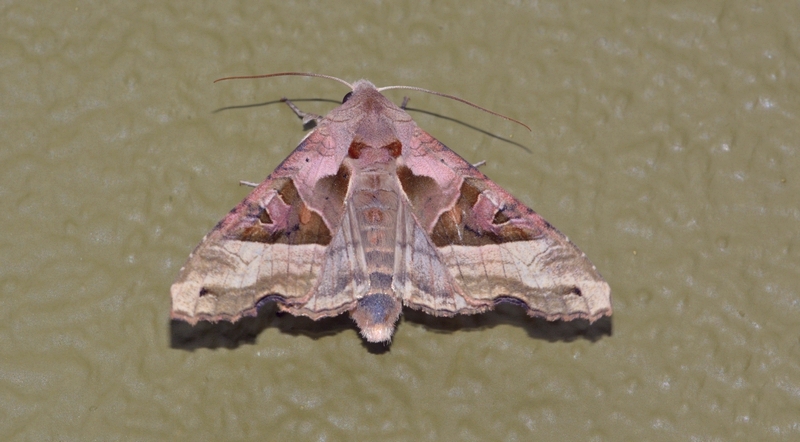 agatugle Phlogophora meticulosa natsværmer