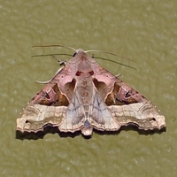 agatugle Phlogophora meticulosa natsværmer