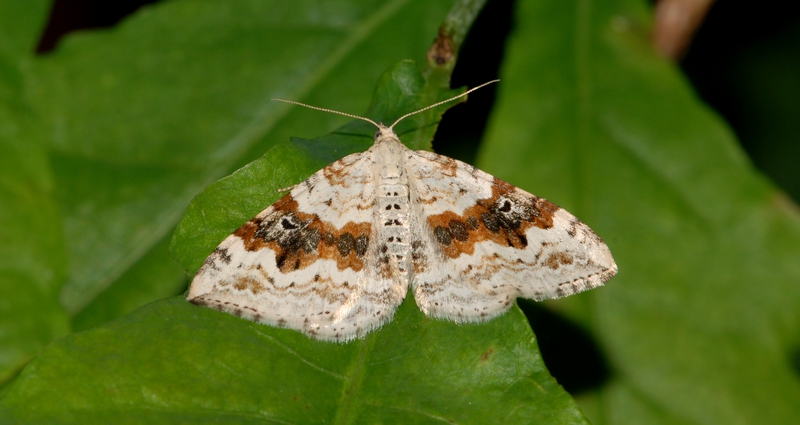 Bakke-bladmåler Xanthorrhoe montanata