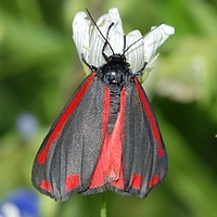 Blodplet Tyria jacobaeae natsommerfugl