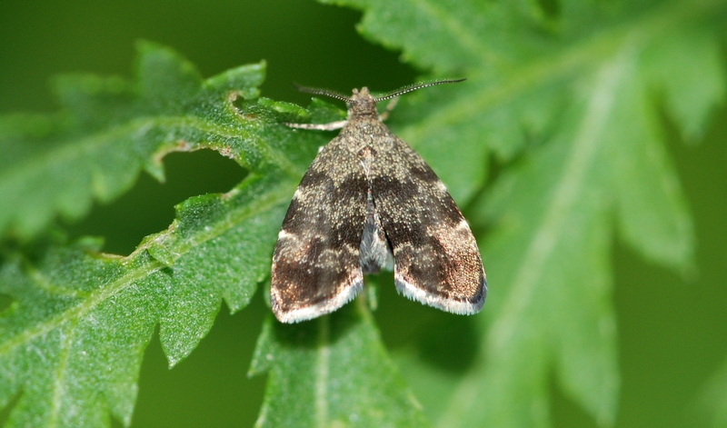 bredvinget nældevikler Anthophila fabriciana