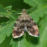 bredvinget nældevikler Anthophila fabriciana natsværmer