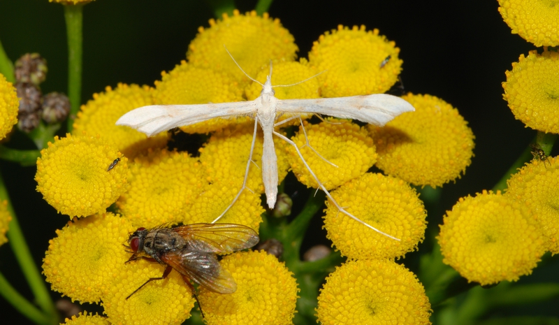 fjermøl Pterophoridae