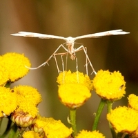 fjermøl Pterophoridae 