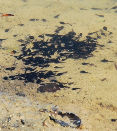 haletudser amphibia