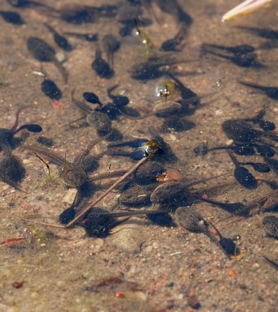 haletudser amphibia