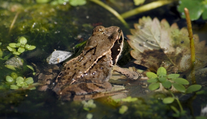 butsnudet frø Rana temporaria