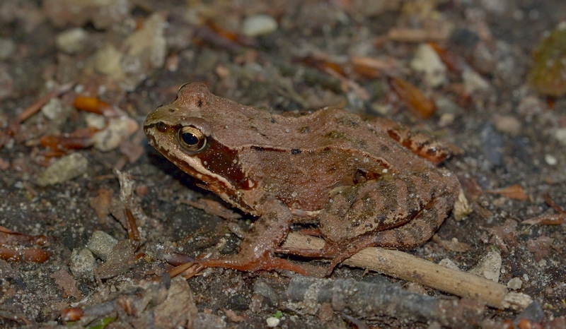 butsnudet frø Rana temporaria