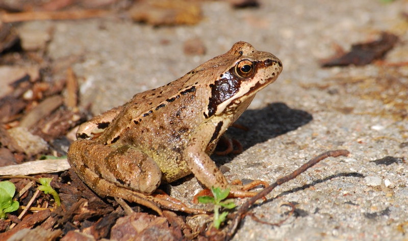 butsnudet frø Rana temporaria