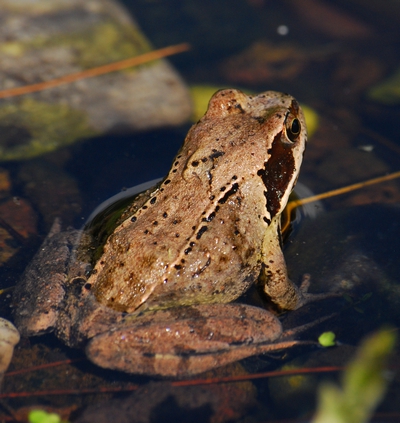 butsnudet frø Rana temporaria