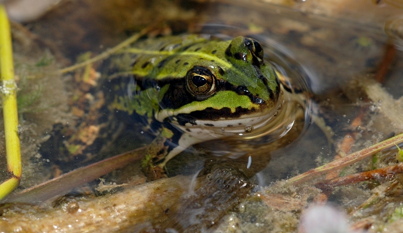 grøn frø Rana esculenta