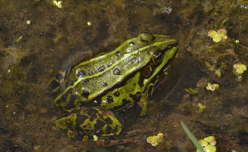 grøn frø Rana esculenta