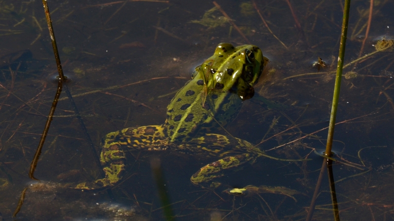 grøn frø Rana esculenta