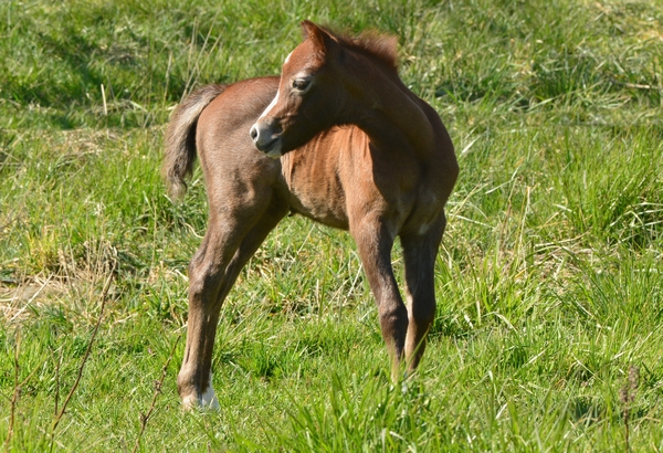hest Equus caballus