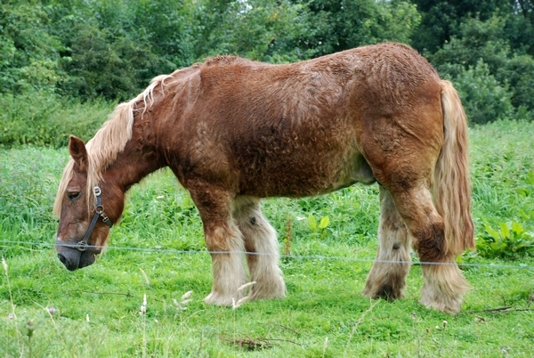 hest Equus caballus