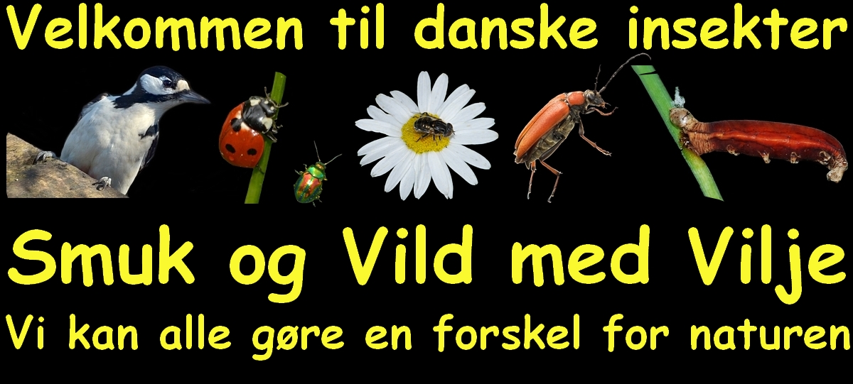 velkommen til danske insekter