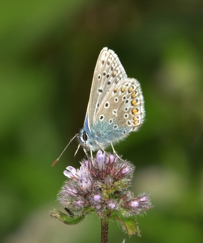 blåfugle Lycaenidae