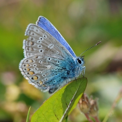 blåfugle Lycaenidae