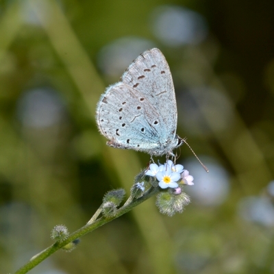 blåfugle Lycaenidae