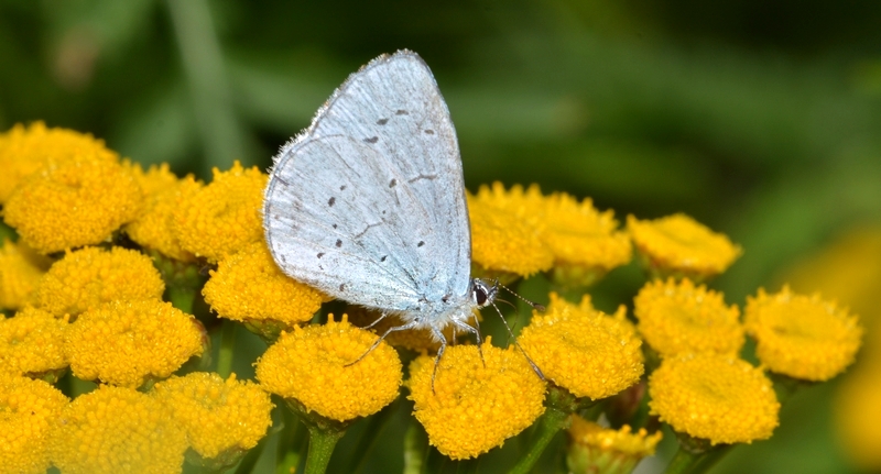 blåfugle Lycaenidae