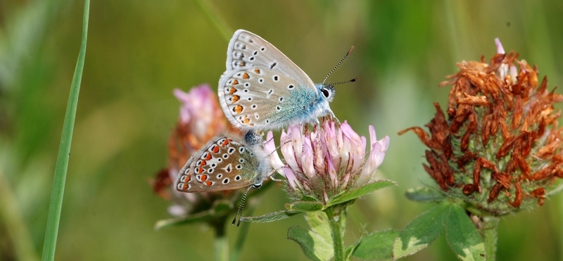 blåfugle Lycaenidae