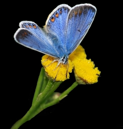 blåfugle Lycaenidae