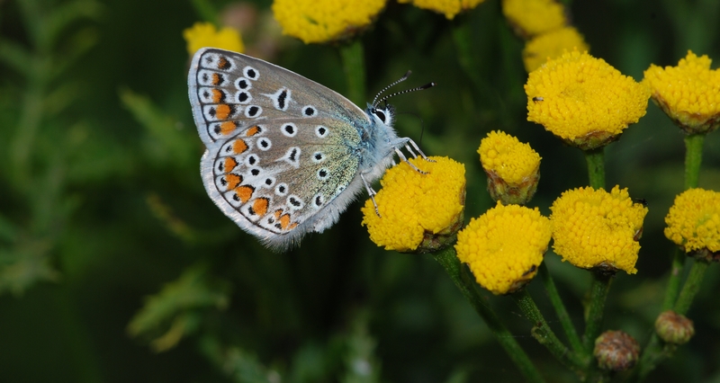 blåfugle Lycaenidae