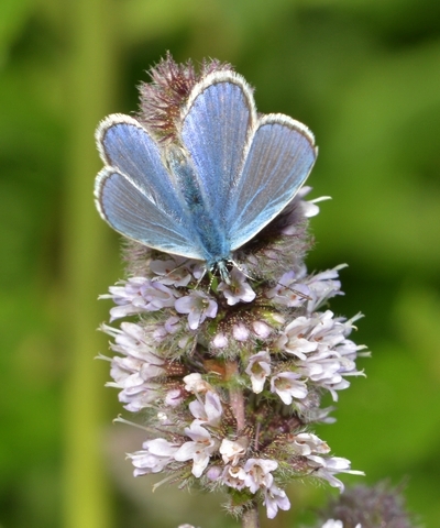 blåfugle Lycaenidae