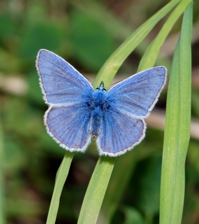 blåfugle Lycaenidae