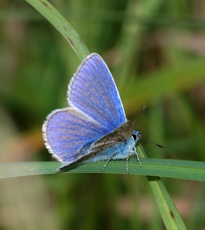 blåfugle Lycaenidae