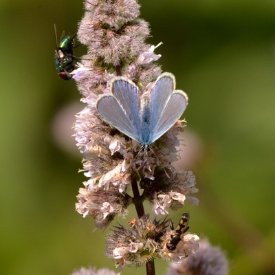 blåfugle Lycaenidae