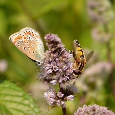 blåfugle Lycaenidae