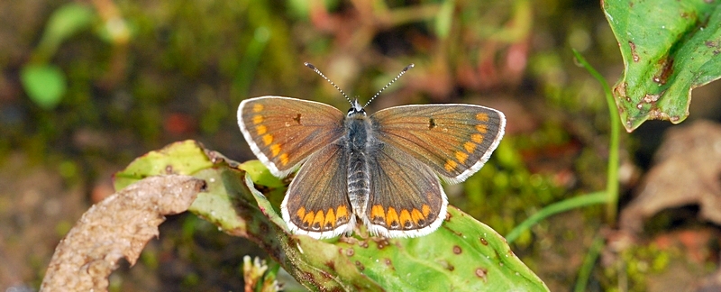 blåfugle Lycaenidae