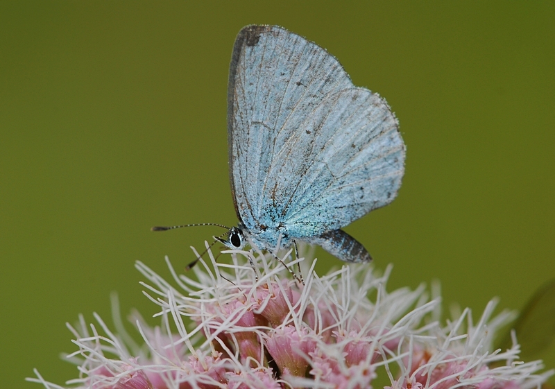 blåfugle Lycaenidae