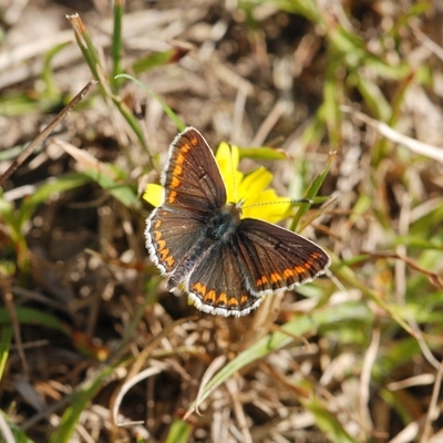 blåfugle Lycaenidae