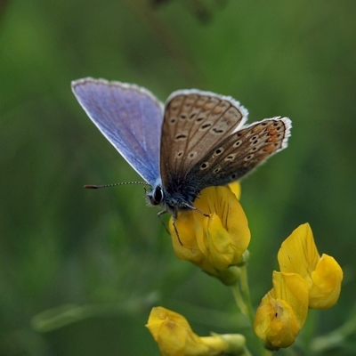 blåfugle Lycaenidae