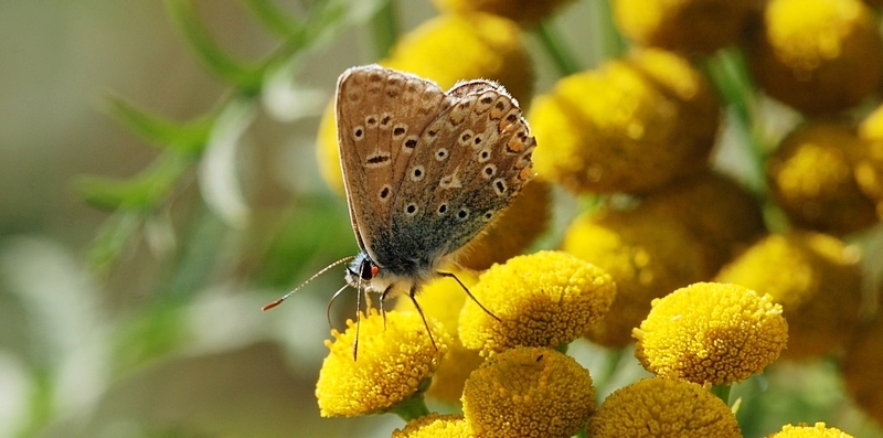 blåfugle Lycaenidae