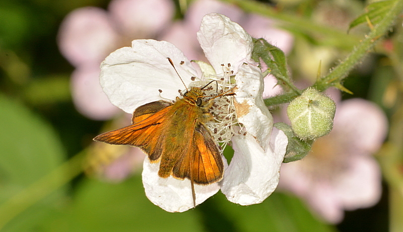 bredpande Hesperiidae