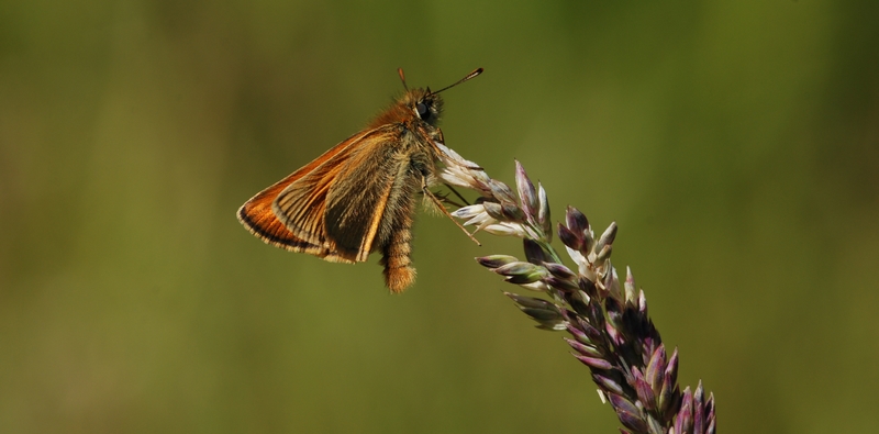 bredpande Hesperiidae