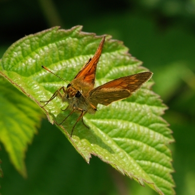 bredpande Hesperiidae