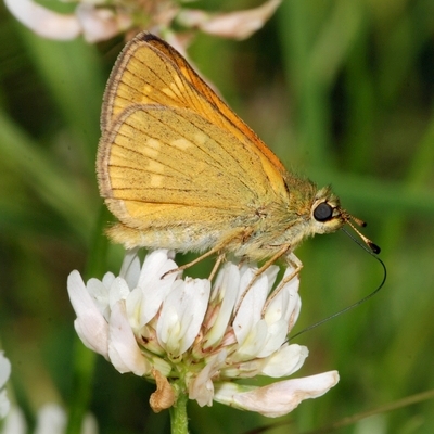 bredpande Hesperiidae