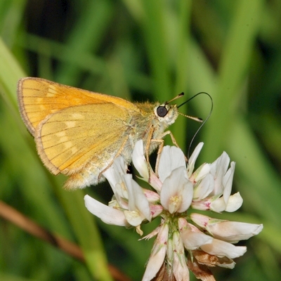 bredpande Hesperiidae