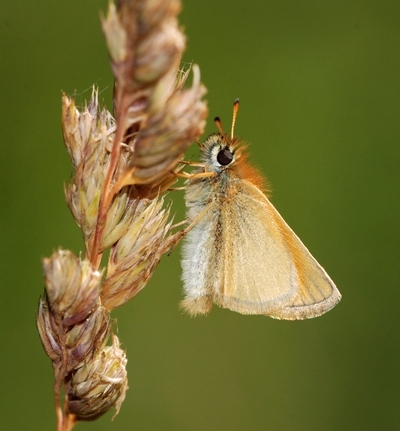 bredpande Hesperiidae